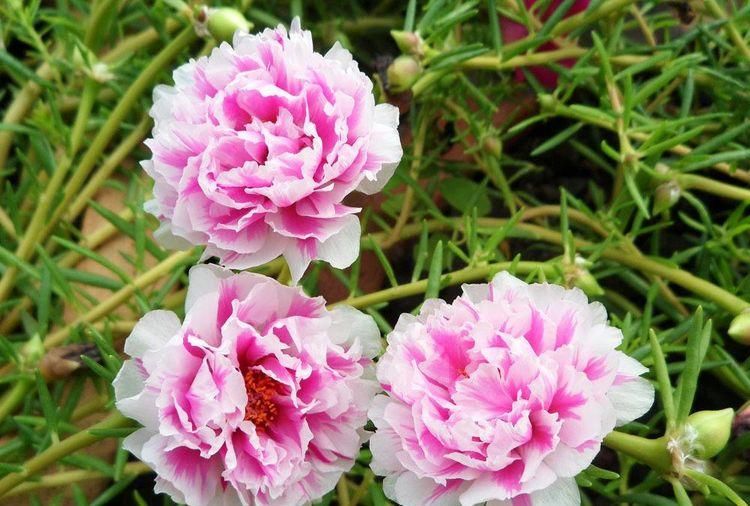 太阳花|5种漂亮花，夏天要“强剪”，剪的狠，花枝多，开出一盆花