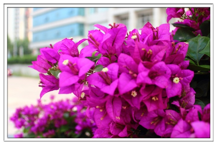 想要三角梅再次开花,给它喝点营养水,保证花开爆满盆