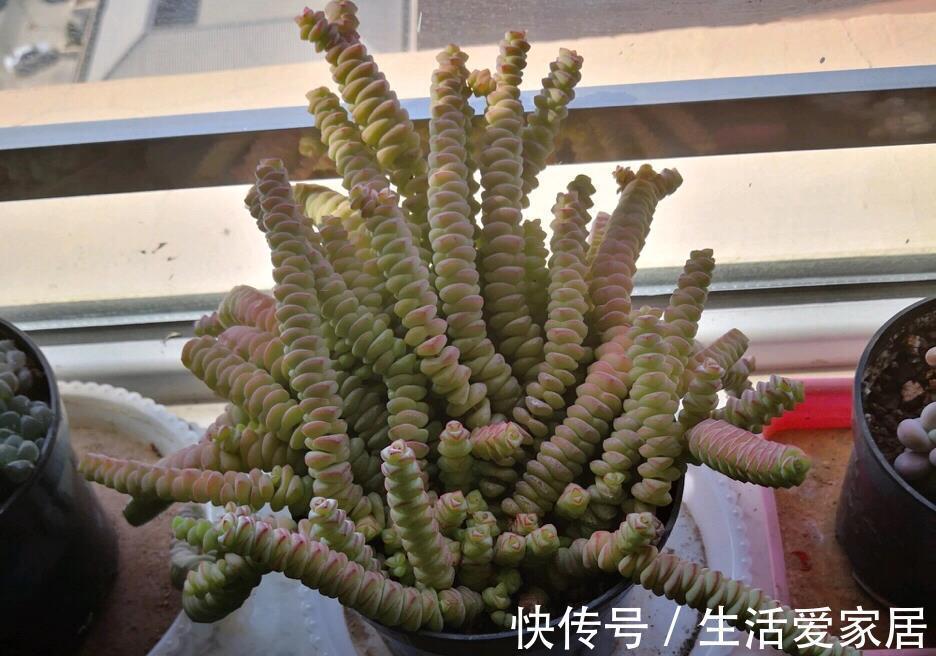 爆盆|多肉钱串,自带财气的品种,招财的多肉谁都爱,轻松养爆盆