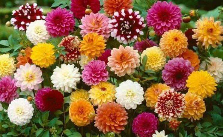 富贵|4种旺运花，吉祥添富贵，开起花来拦不住，美不胜收，你养了吗