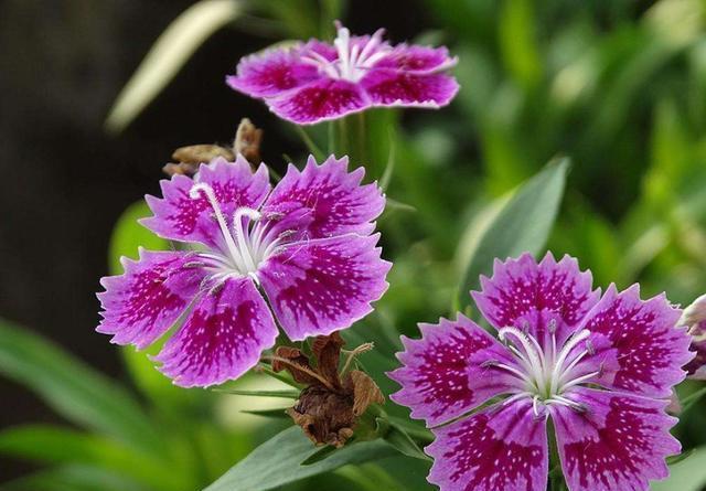 大岩桐|从9月8日开始,家养此款花卉,幽香淡雅,开花绚丽夺目