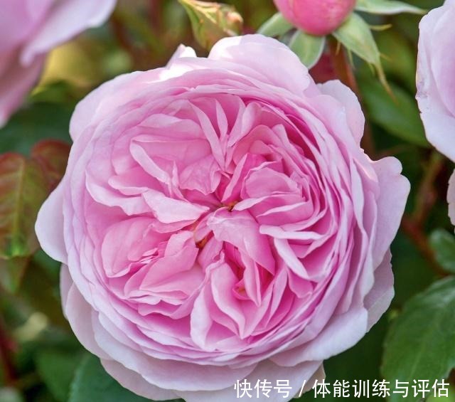 如何让月季弱苗在春天满血复活让你的月季抓住春风长成壮苗吧！