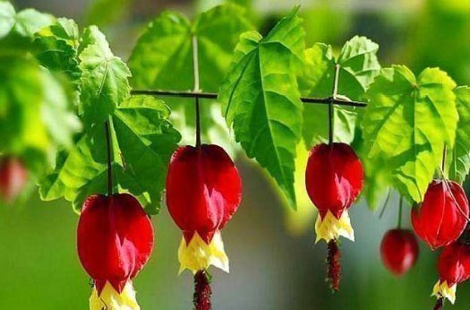 肥料|逛花市碰到5种花,不要有顾虑,什么季节都能买,它们是真好养