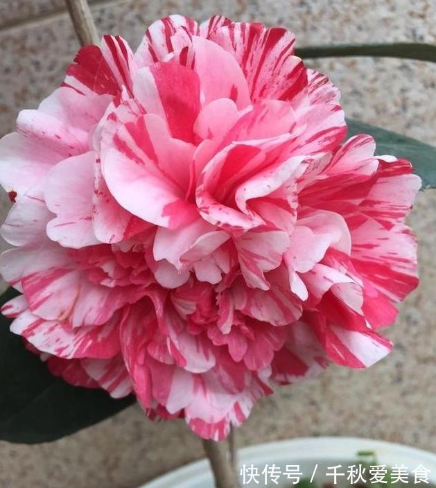 百合花百合花|新手养花,不妨试试这四款,比绿萝还好养,郁郁葱葱,四季常开花