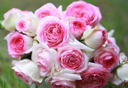 4种花养了就爆盆,好养易活开花漂亮,超耐旱好养