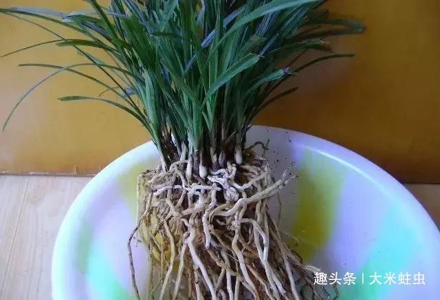 一棵品相绝佳,年年开花的好兰花,根系一定又白又壮