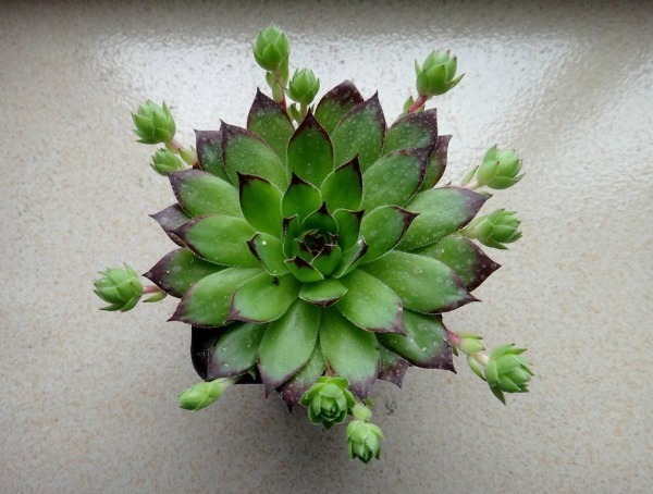 多肉植物|多肉植物长满了蚧壳虫,简单的方法处理下,多肉晶莹剔透更健康