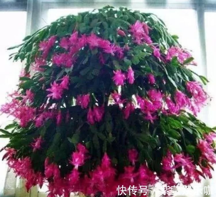 聪明人都养3种花,不用操啥心,呼呼开花,越冷开得越灿烂!