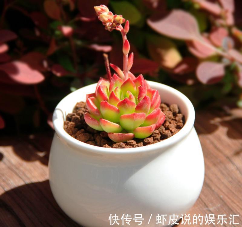 想让多肉健康又漂亮,这8招养成秘籍你千万不能错过