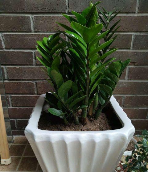 金钱树夏季养护四步曲，做好了，呼呼冒芽，生长旺