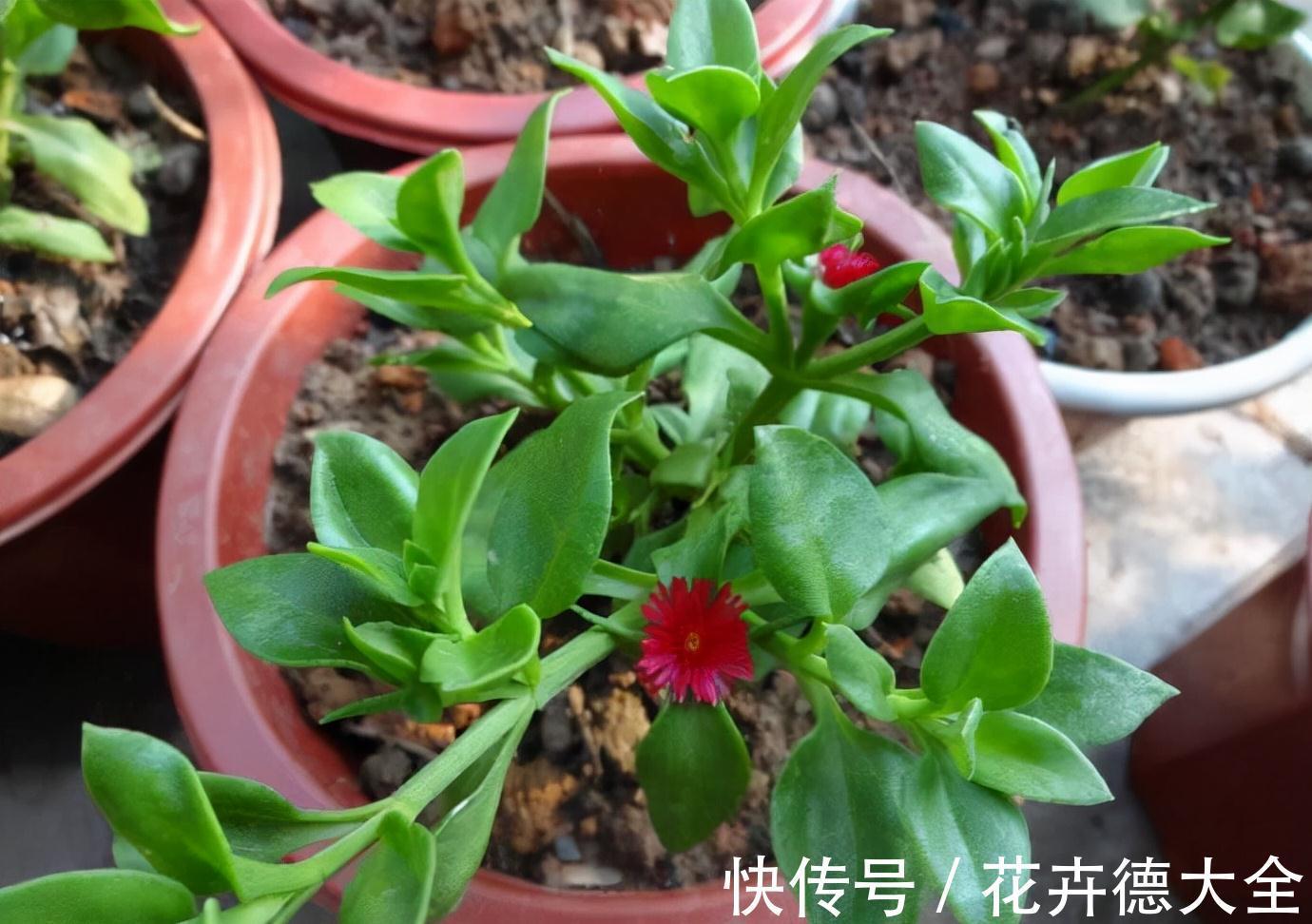 小吊兰|9一10月，别忘记“扦插”这些花，“温度”适宜利于生根