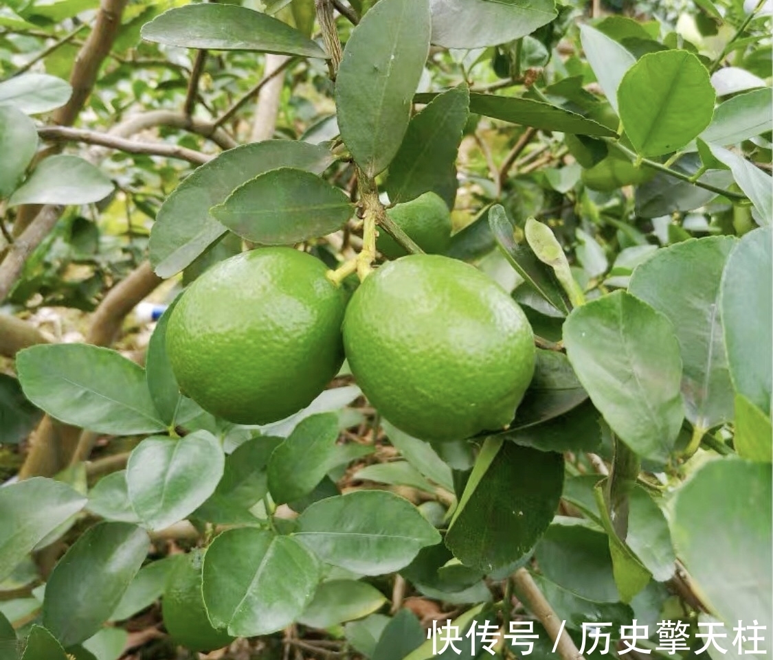 青柠檬|泡柠檬水,用开水还是冷水?都不对,教你正确做法,营养又好喝