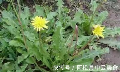 江南人|60种常见野菜，高清大图，收集全了真不容易！