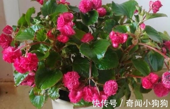 养盆这一种花，遇土就活，四季开花，种一盆，开一年，美过绿萝！