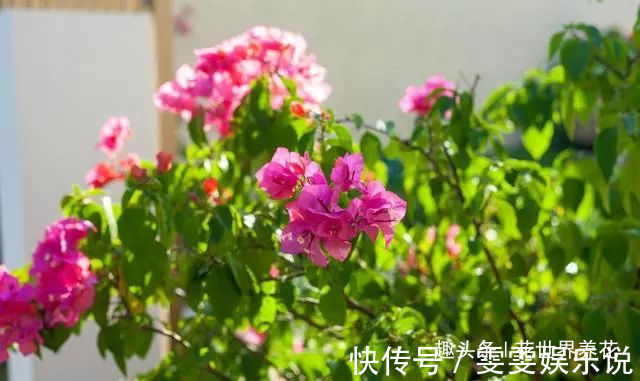 三角梅“黄叶”不开花,用这些水浇一浇,叶子油绿,满头花