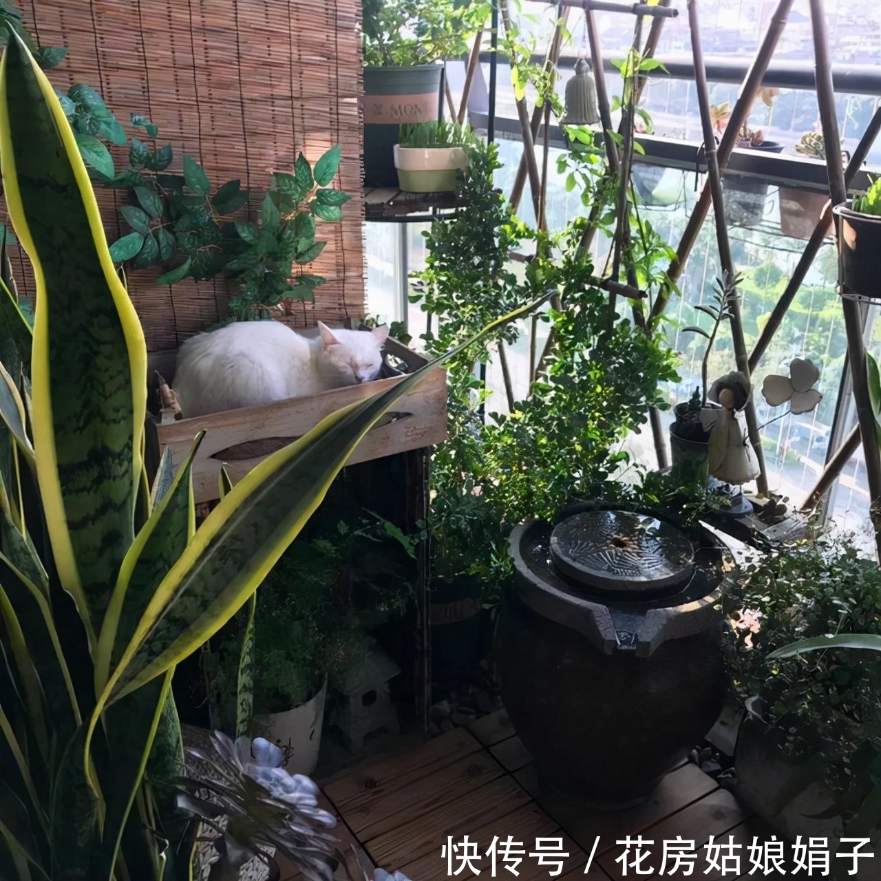 扶芳藤|把阳台打造成自己喜欢的小花房,需要从这些方面去做,就能拥有它