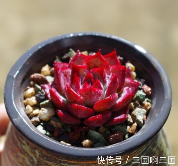 10种适合新手的多肉,生命力顽强,一年到头都有好状态,真美