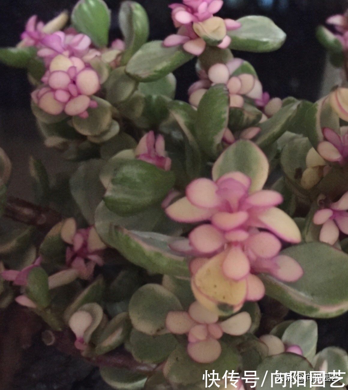 高价买的金枝玉叶，每天都在掉叶子，打眼一看是药锦，赔大了