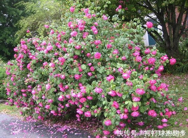25个拥有中国血统的波旁月季。花朵超大个个丰花,还能爬藤做花墙