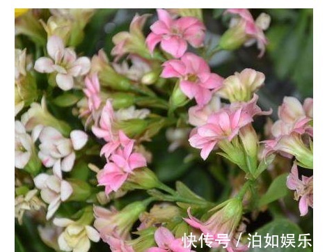 翻倍|长寿花这样修剪，剪一盆旺一盆，枝叶翻倍蹭蹭长，每年开花都爆盆