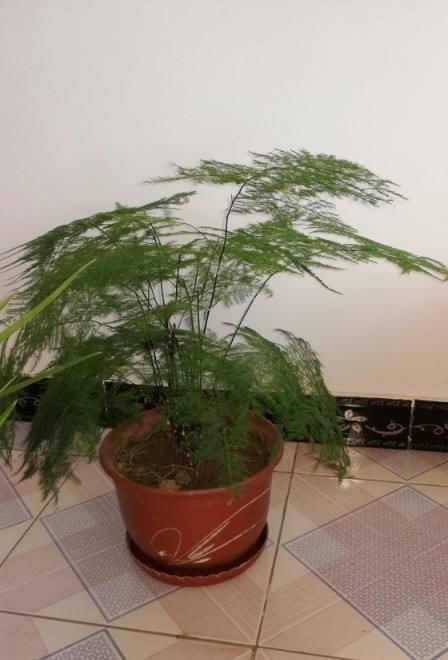 这种“养人”花，窗台客厅摆一盆，干干净净又杀菌