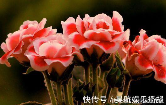 阳台上|最讨人喜欢的4种花,插个枝条就能活,很适合新手入手