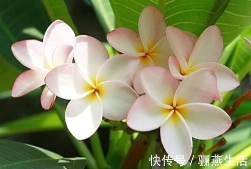 漂亮美艳的4种花，一年开花很多次，香气四溢