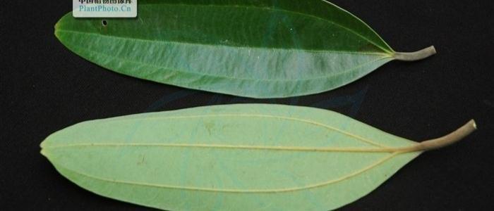 肉桂是什么树的树皮,它是一种什么样的植物?