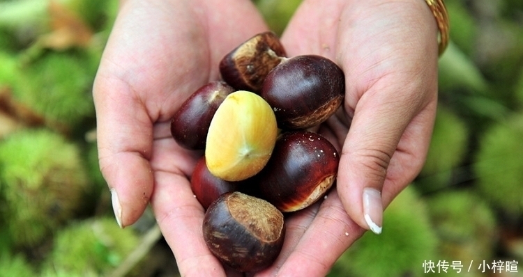 冬天,坚持吃板栗的人,到最后带来的改变,或许连自己都不相信
