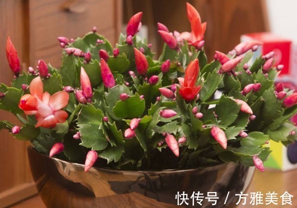 量天尺|还花什么钱买蟹爪兰，用上养花高手的方法，不花一毛钱就能养出来