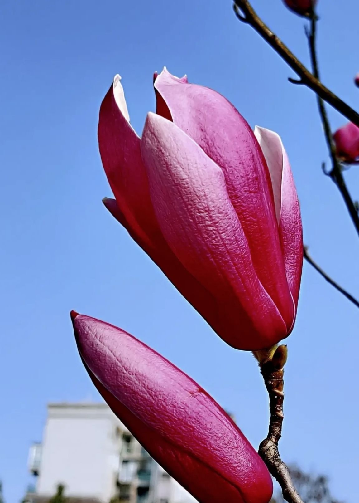 古人喜欢的花，一直传承至今，每一种都超有气质