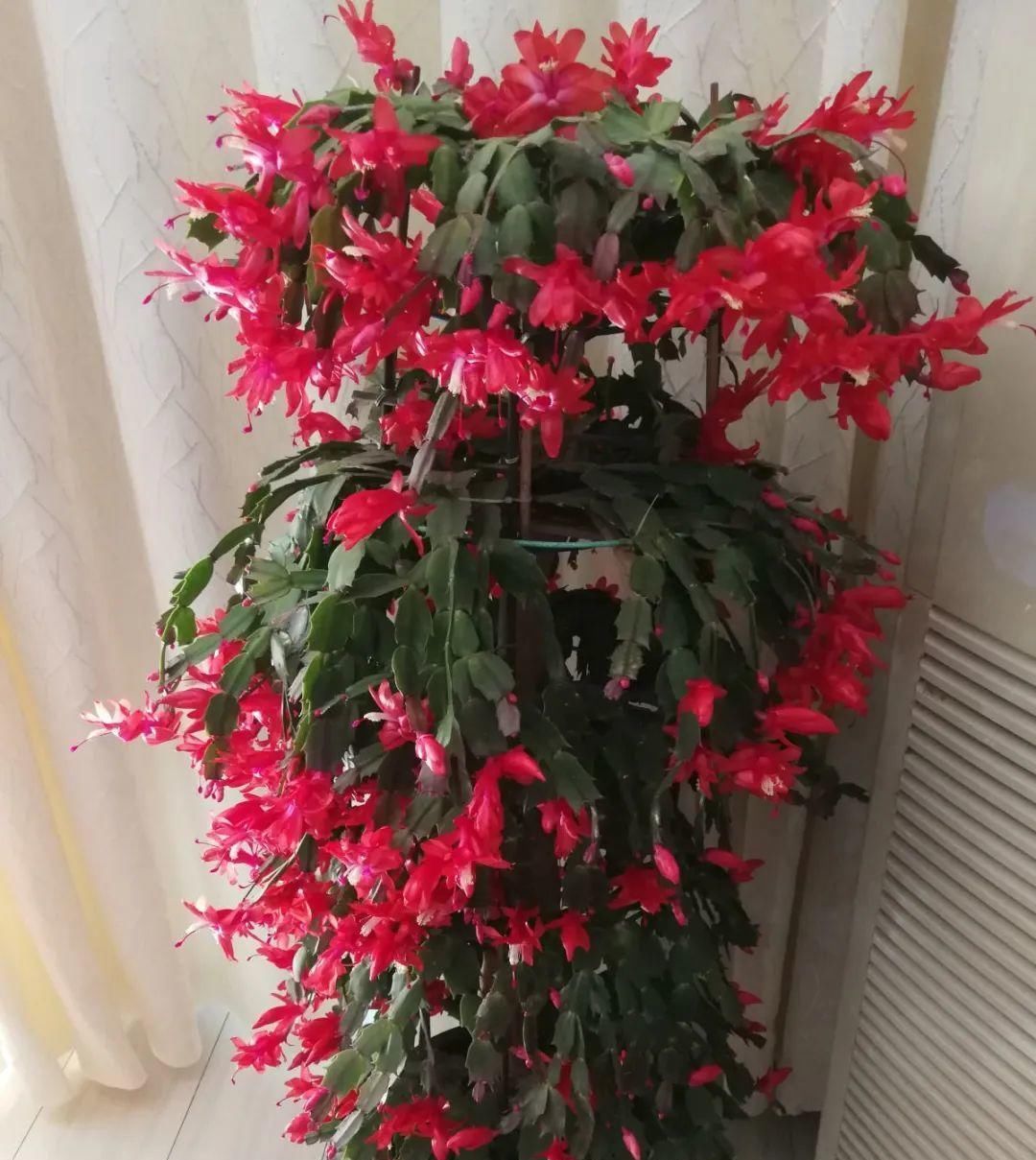 长寿|一棵长寿的花,124个花箭,开花,锅盖打开的方法