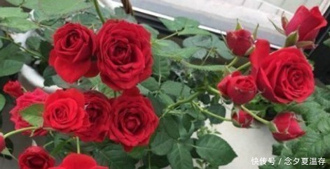 新手养花,不如养盆花中精品“永远的莫斯科”,色泽鲜艳