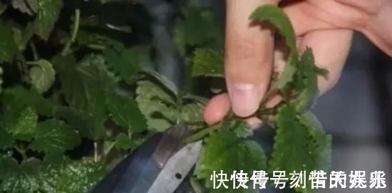 蟹爪兰|养花爱好者看过来这15种花现在“扦插”，生根快，一个周就长芽