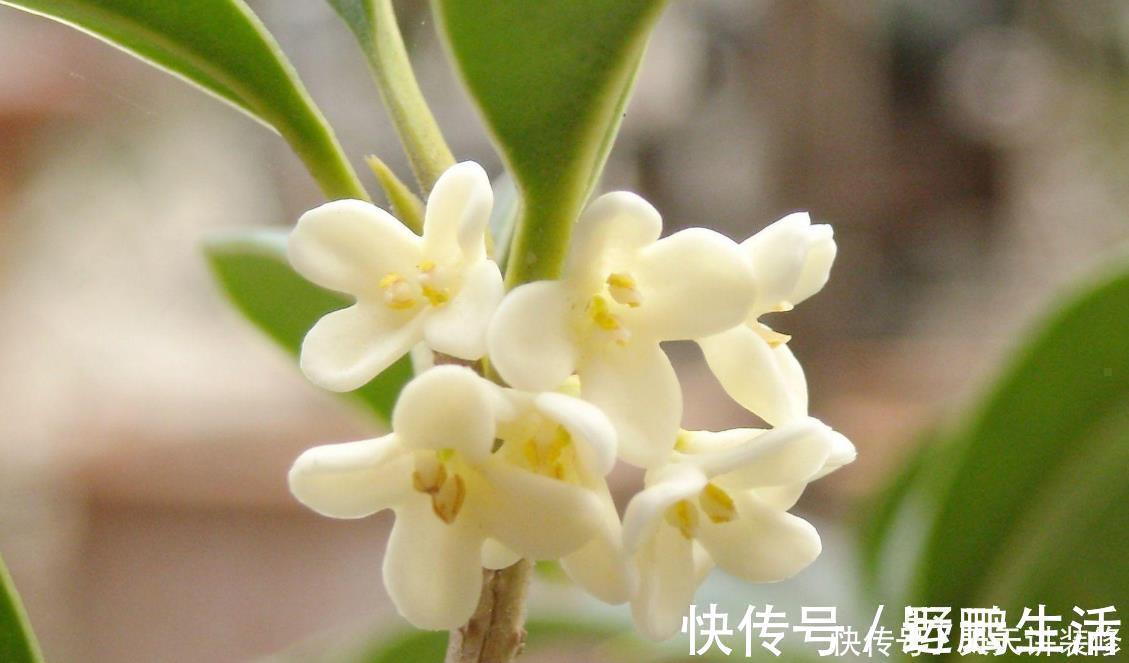 名花|中国传统十大名花你知道多少？各有千秋，看过后就像拥有！