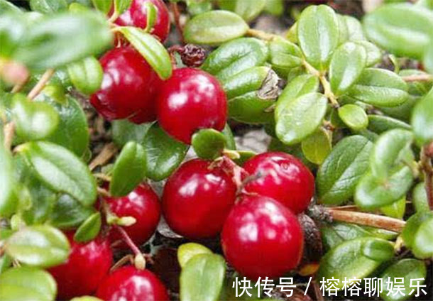 橘子|105岁长寿老人建议50岁后多吃“3物”,“长寿”自己找上门