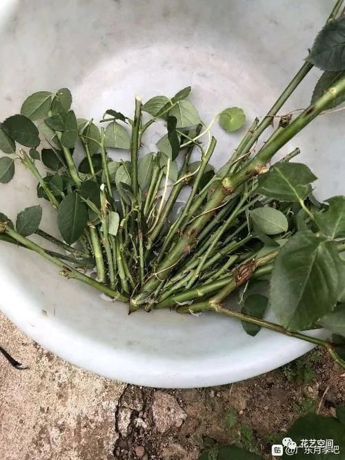 养花全靠“捡”，出门遇见这些东西捡回家，都是养花的宝贝！