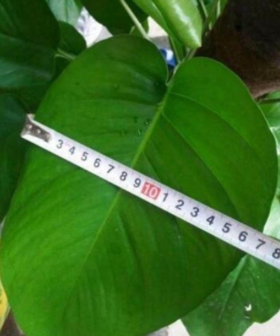 塑料瓶|隔壁大爷把“塑料瓶子”绑起来，绿萝盆栽，被他养成一棵绿萝树