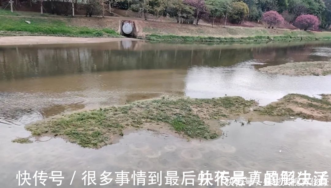 河道“巨型罗非”扎堆,钓鱼人:三五斤起步,半天钓十几条