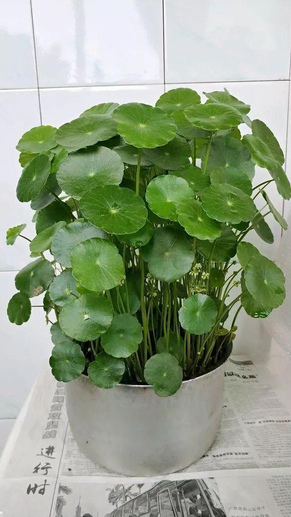 太阳花|咋“折腾”都不死的4种花,越修剪越旺,很难养死