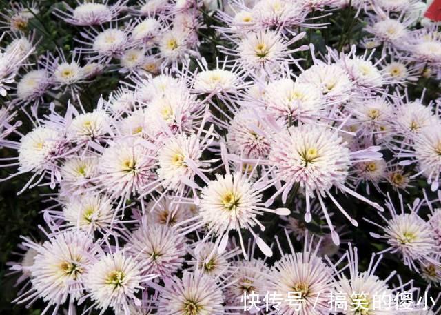 4种花专挑秋天爆盆,养一盆连续爆花3个月,花多花美