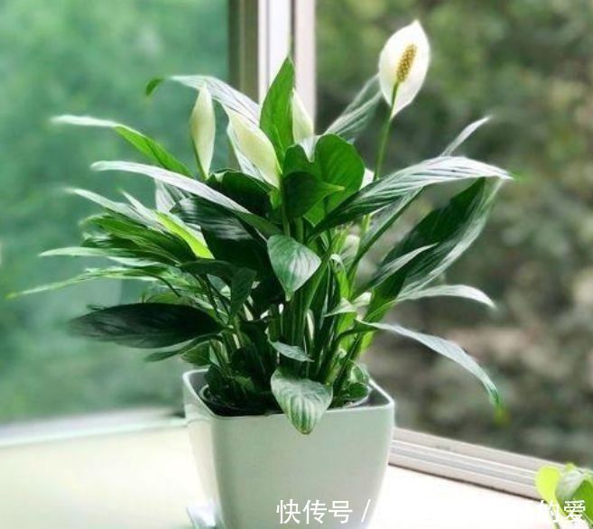 4种花是花中劳模,长势好、花色艳,雍容华贵,养护简单