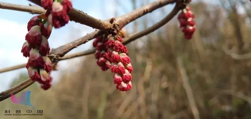 紧急提醒！这种“水果”千万别吃……