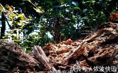 兰友|营养土的自制方法,兰友说:这样就简单了,明天开始做