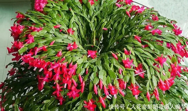 嫁接蟹爪兰长成大树太漂亮,手把手教给你,新手也养得好