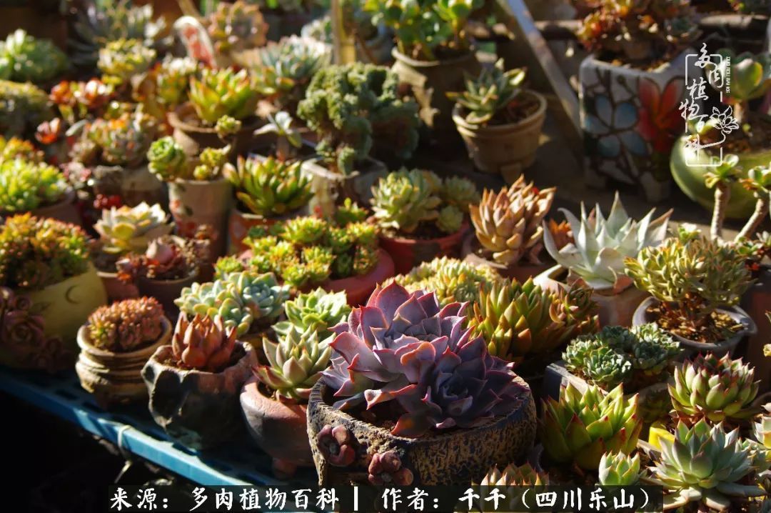 夏天日晒雨淋，秋老虎来势汹汹，你的多肉准备好逆袭了吗