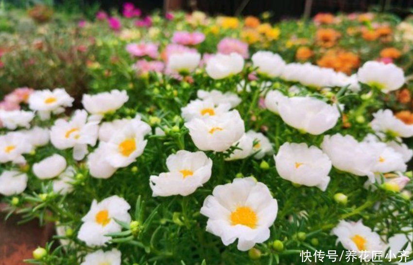 5种花，掐根枝条就能活，春天别闲着，掌握技巧新手也可以