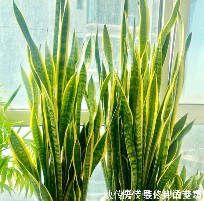 客厅就4种花，一年到头开不停，漂亮大气，富贵满满！