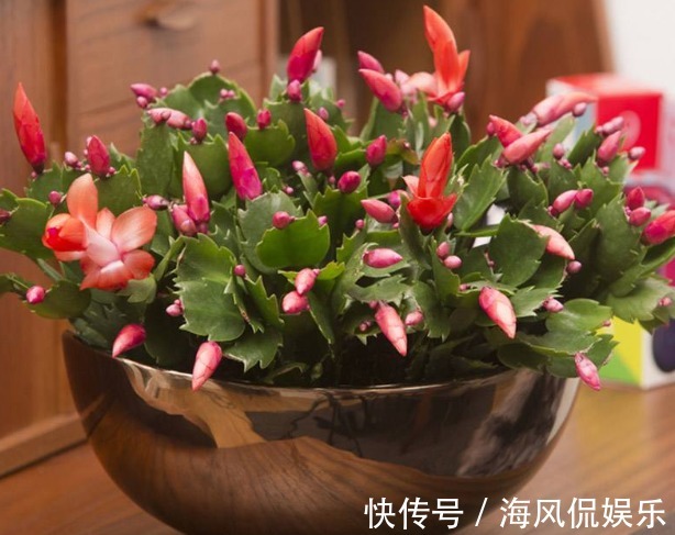 还花什么钱买蟹爪兰,用上养花高手的方法,不花一毛钱就能养出来