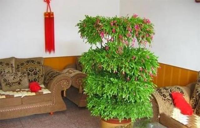 蟹爪兰掉成“无爪虾”,就是夏天做错“一件事”,还不赶紧改正